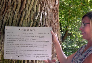 Laura Kurth, die Tourismusbeauftragte der Gemeindeverwaltung Kall, mit der Legende des sagenhaften „Hausbaums“ auf der EifelSchleife „Kaller Sagen“.